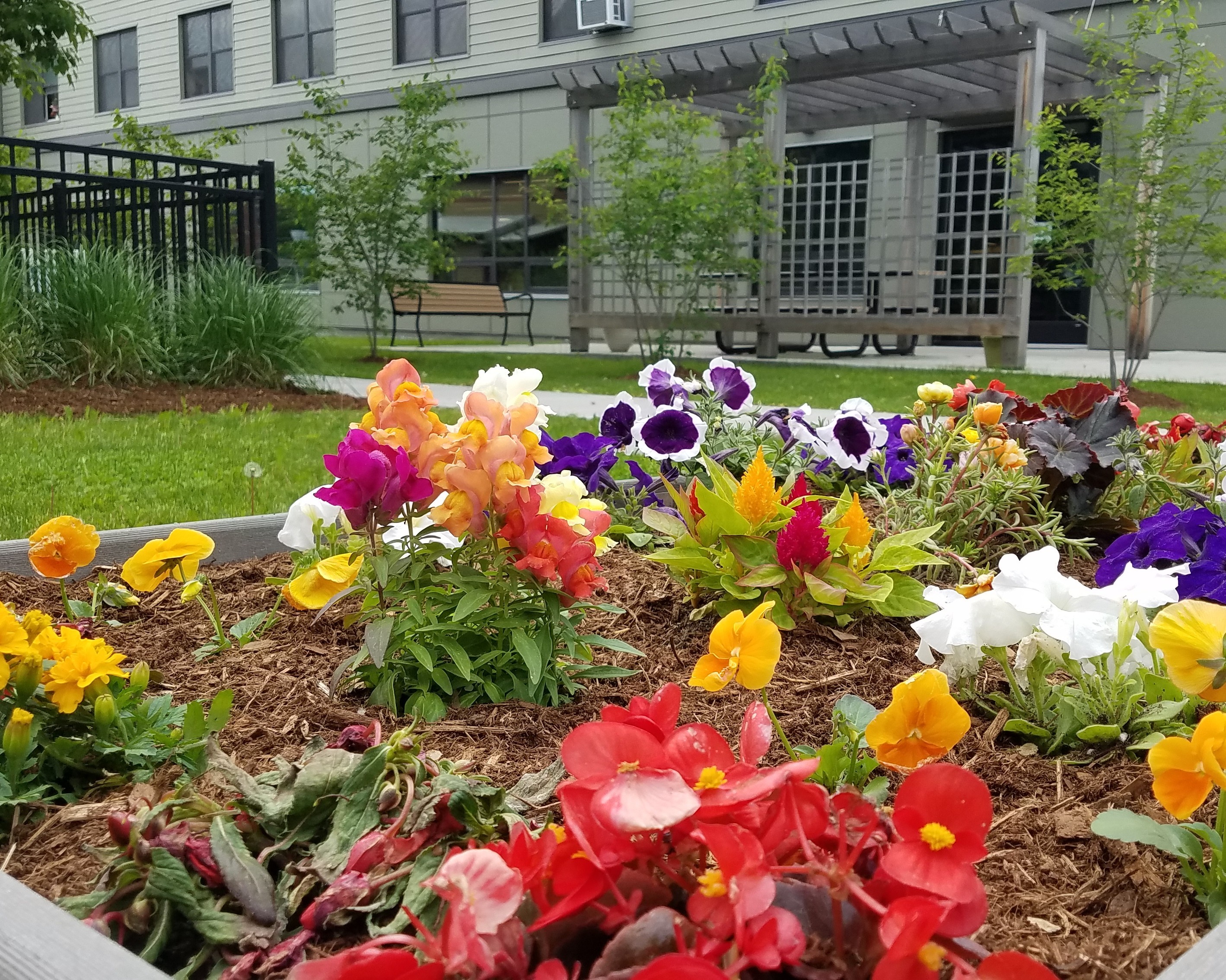 flower garden outside of downstreet apartments 
